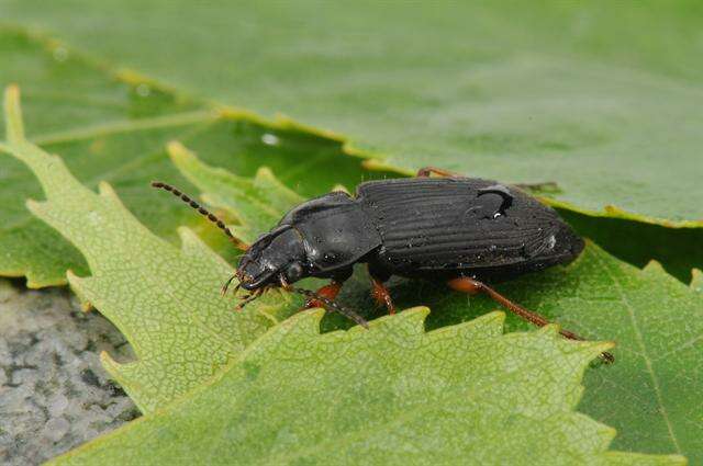 Anisodactylus resmi