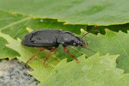 Anisodactylus resmi