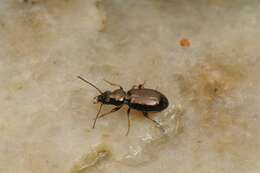 Imagem de Bembidion