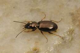 Imagem de Bembidion