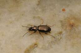 Imagem de Bembidion