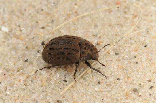 Image of pill beetles