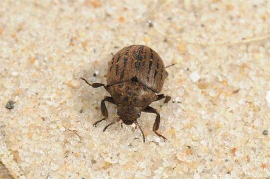 Image of pill beetles