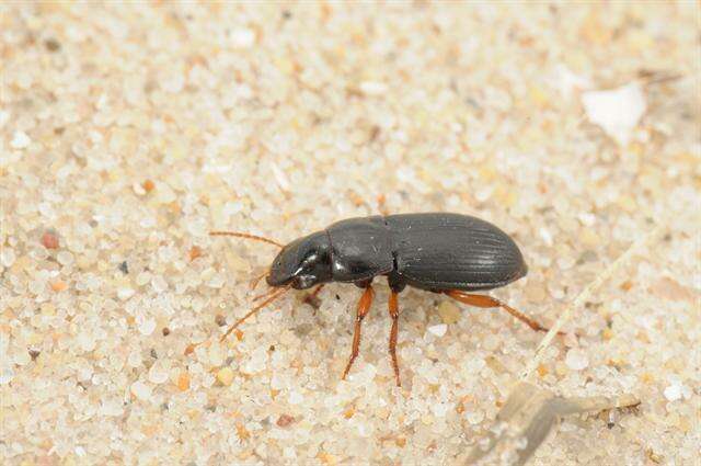 Image of Harpalus (Harpalus) latus (Linnaeus 1758)