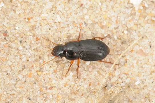 Image of Harpalus (Harpalus) latus (Linnaeus 1758)