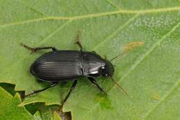 Harpalus (Harpalus) rufipalpis Sturm 1818 resmi