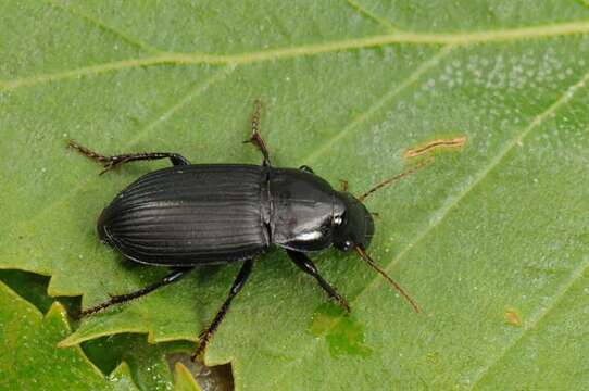 صورة Harpalus (Harpalus) rufipalpis Sturm 1818