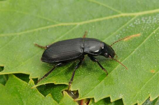 صورة Harpalus (Harpalus) rufipalpis Sturm 1818