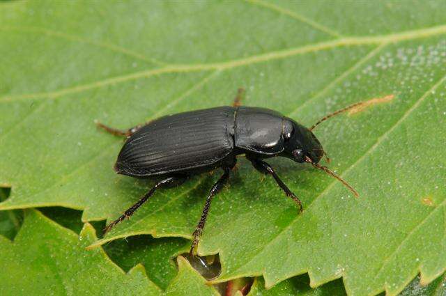 Harpalus (Harpalus) rufipalpis Sturm 1818 resmi