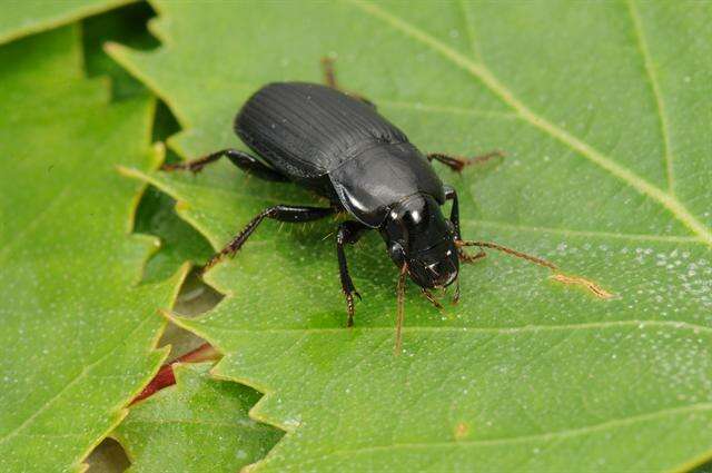 Harpalus (Harpalus) rufipalpis Sturm 1818 resmi