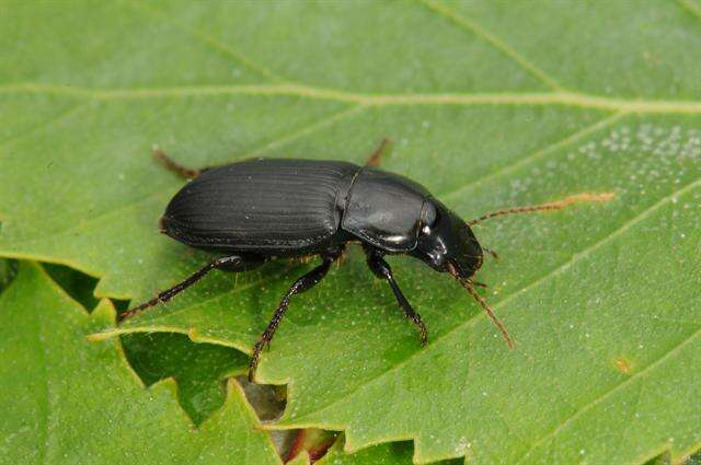 Harpalus (Harpalus) rufipalpis Sturm 1818 resmi