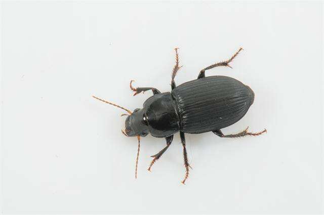 Harpalus (Harpalus) rufipalpis Sturm 1818 resmi