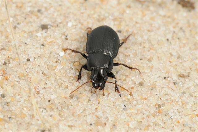 Harpalus (Harpalus) rufipalpis Sturm 1818 resmi