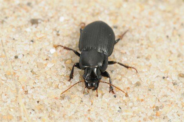 Harpalus (Harpalus) rufipalpis Sturm 1818 resmi