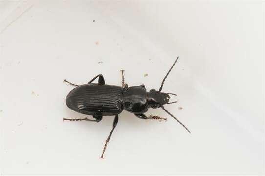 Image de Pterostichus (Pseudomaseus) rhaeticus Heer 1837