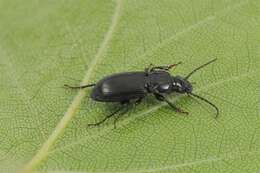 Image de Pterostichus (Pseudomaseus) rhaeticus Heer 1837