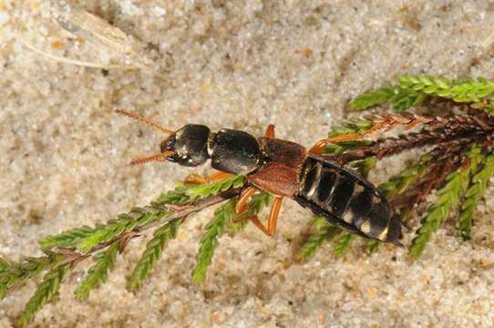 Image of Staphylinus