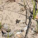 Image of Mottled bee-fly