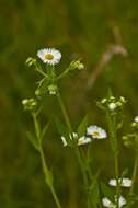 Image of fleabane