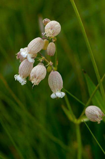 Imagem de Silene vulgaris (Moench) Garcke