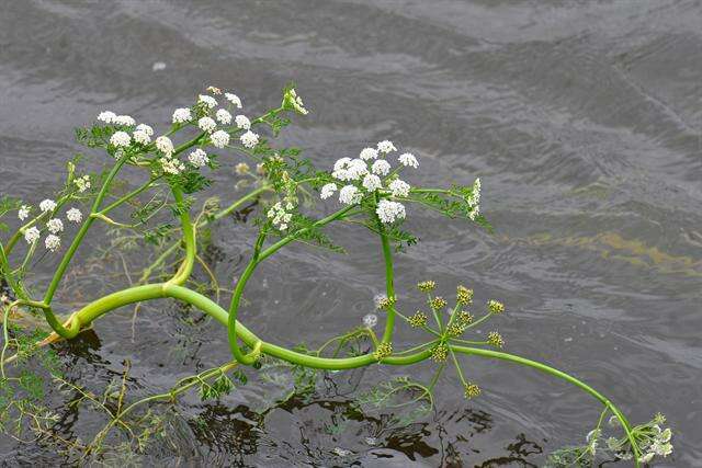 Imagem de Oenanthe fluviatilis (Bab.) Coleman