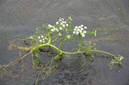 Imagem de Oenanthe fluviatilis (Bab.) Coleman