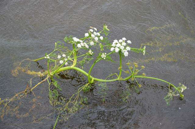 Image of River Water-dropwort