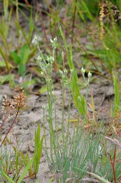 Image of slender cudweed