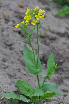 Imagem de Brassica rapa L.