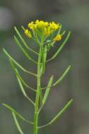 Plancia ëd Erysimum