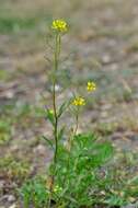 Plancia ëd Erysimum