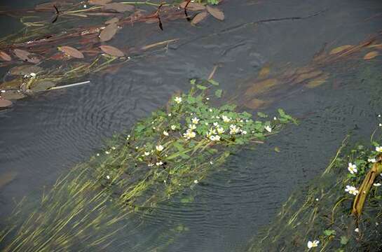 Слика од Ranunculus peltatus subsp. peltatus