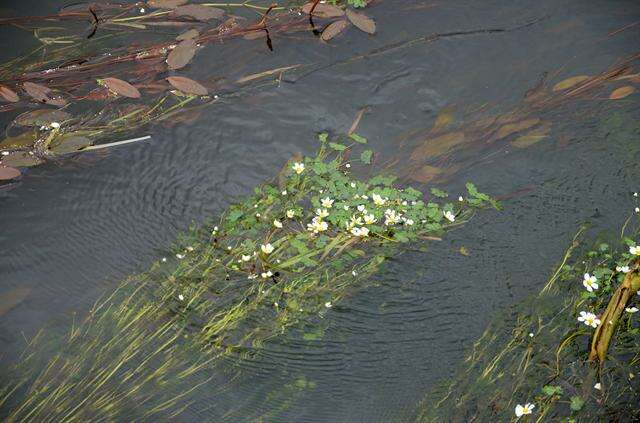 Слика од Ranunculus peltatus subsp. peltatus