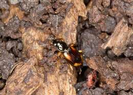 Plancia ëd Bembidion