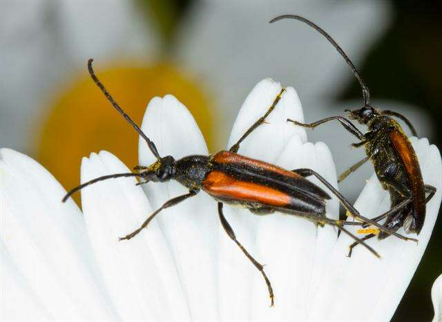 Image of <i>Leptura melanura</i>