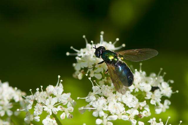 Imagem de Chloromyia