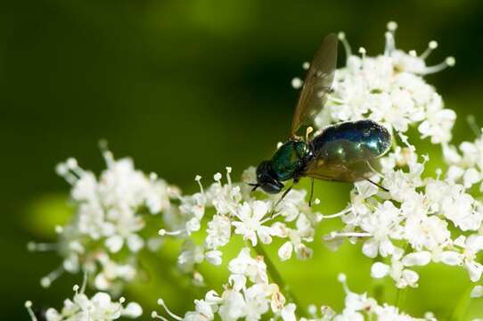 Sivun Chloromyia kuva