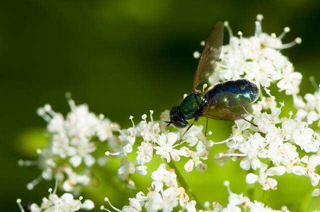 Imagem de Chloromyia