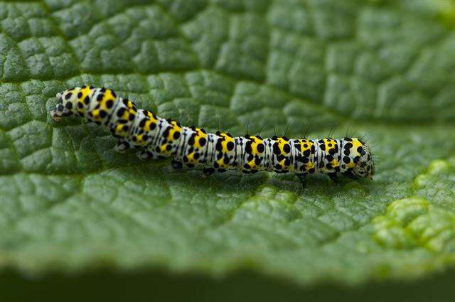 Cucullia verbasci Linnaeus 1758 resmi