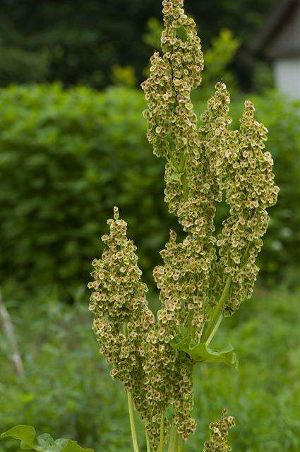 Image of rhubarb