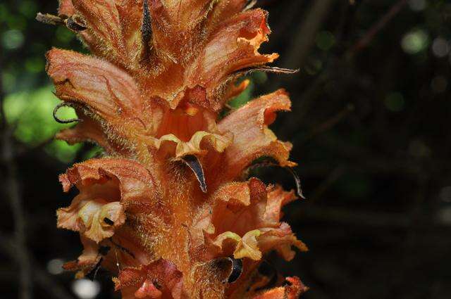 Imagem de Orobanche rubi Duby