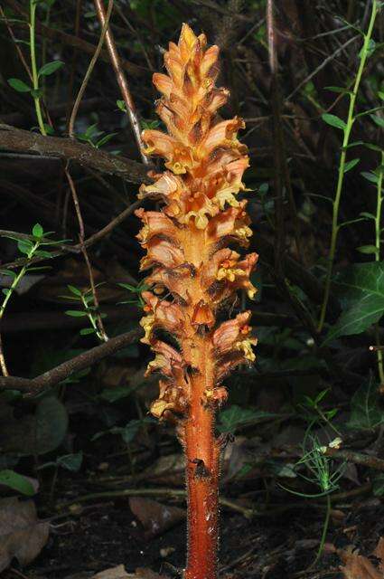 Imagem de Orobanche rubi Duby