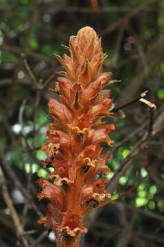 Imagem de Orobanche rubi Duby