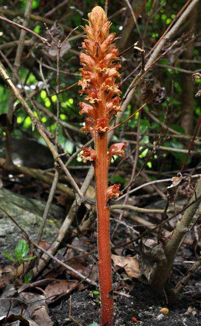 Imagem de Orobanche rubi Duby