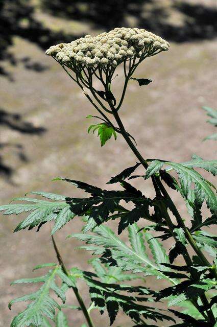 Слика од Tanacetum macrophyllum (Waldst. & Kit.) Sch. Bip.