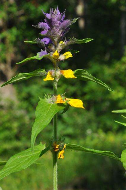 Слика од Melampyrum nemorosum L.