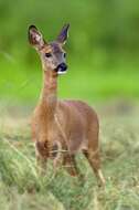 Image of Roe Deer