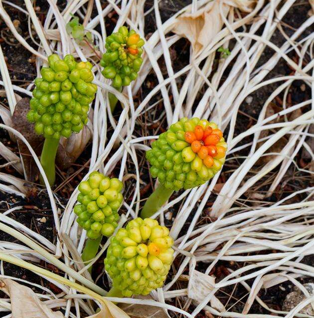 Image of Arum pictum L. fil.