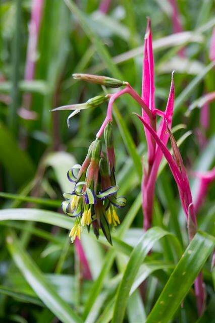 Image of billbergia