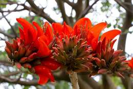 Image of Coral tree